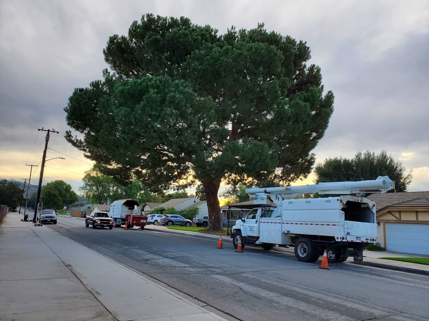 Unique Tree Service image 3